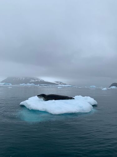 Leopard seal
