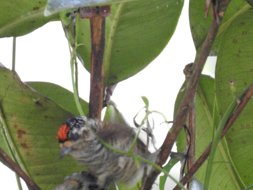 White-barred Piculet