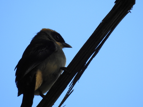 Black-goggled Tanager