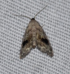 Abablemma duomaculata