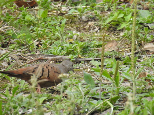 Ruddy Ground Dove