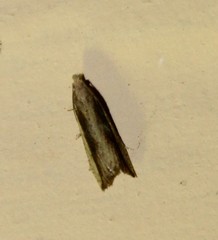 Bactra priapeia