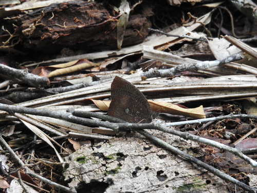 Godartiana muscosa