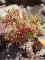 Chorizanthe corrugata