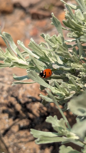 iNaturalist observation photo of Coccinella
