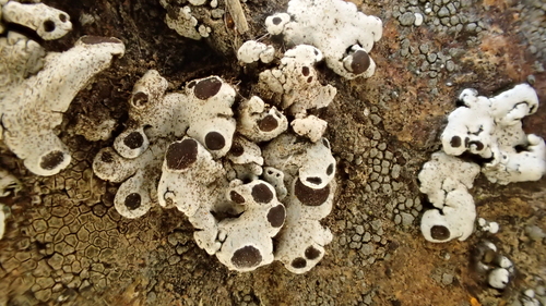 Rhizoplaca glaucophana
