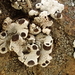 Rimmed Navel Lichen - Photo (c) Ken Kellman, some rights reserved (CC BY-NC), uploaded by Ken Kellman