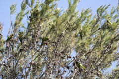 Rhynchopsitta terrisi