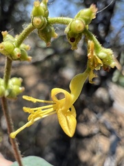 Lonicera interrupta, photograph (c) Ryan Donnelly, some rights reserved (CC BY)