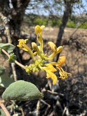 Lonicera interrupta, photograph (c) Ryan Donnelly, some rights reserved (CC BY)