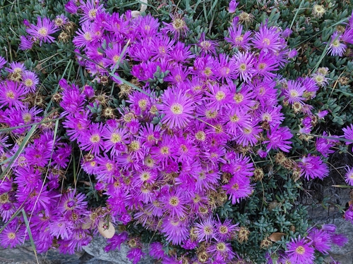 pink trailing iceplant