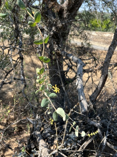 Lonicera interrupta, photograph 3