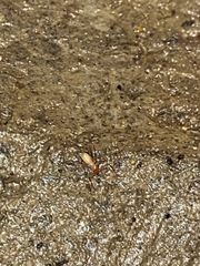 Alabamocreagris mortis