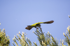 Rhynchopsitta terrisi