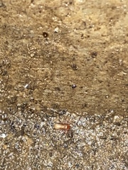 Alabamocreagris mortis