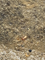 Alabamocreagris mortis