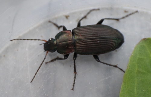 Copper Greenclock Beetle