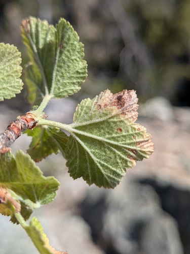 Ribes indecorum, photograph 2