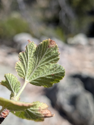 Ribes indecorum, photograph 3
