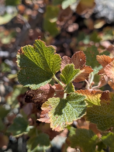 Ribes indecorum, photograph 4