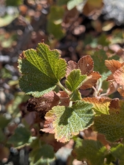 Ribes indecorum, photograph (c) Abraham Sánchez Romero, some rights reserved (CC BY)