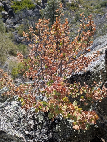 Ribes indecorum, photograph 5