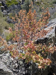 Ribes indecorum, photograph (c) Abraham Sánchez Romero, some rights reserved (CC BY)