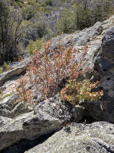 Ribes indecorum, photograph 6