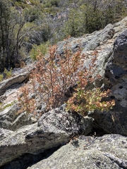 Ribes indecorum, photograph (c) Abraham Sánchez Romero, some rights reserved (CC BY)