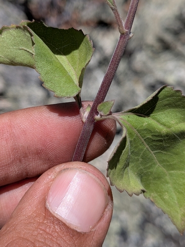 Ageratina herbacea, photograph 4