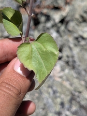 (c) Abraham Sánchez Romero, some rights reserved (CC BY) Ageratina herbacea, photograph (c) Abraham Sánchez Romero, some rights reserved (CC BY)