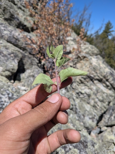 Ageratina herbacea, photograph 6