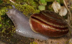 Helminthoglypta benitoensis