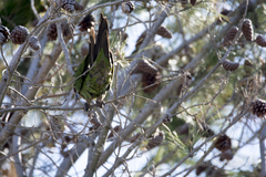Rhynchopsitta terrisi