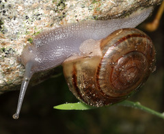 Helminthoglypta benitoensis