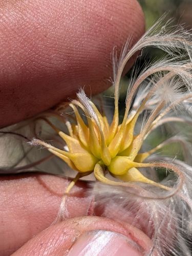 Clematis pauciflora, photograph 5