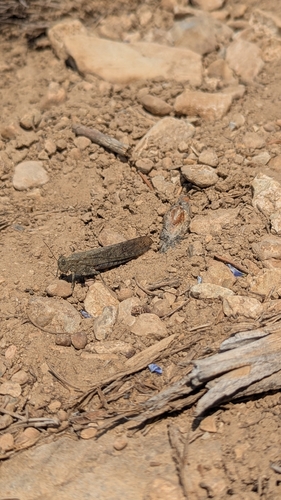iNaturalist observation photo of Grasshoppers, Crickets, and Katydids