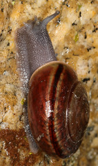 Helminthoglypta benitoensis