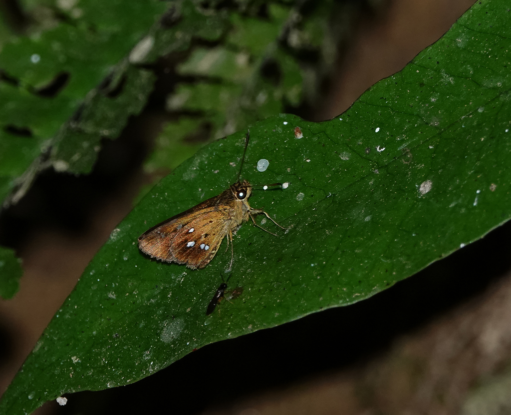 Scobura parawoolletti