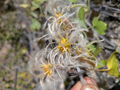 Clematis pauciflora, photograph 6