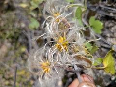 Clematis pauciflora, photograph (c) Abraham Sánchez Romero, some rights reserved (CC BY)