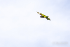 Rhynchopsitta terrisi