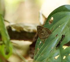 Arhopala bazaloides