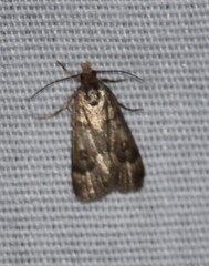 Loxostegopsis polle
