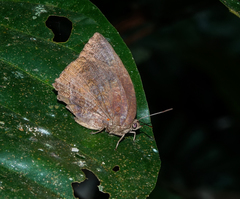 Arhopala centaurus