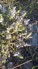 Veronica capsellicarpa