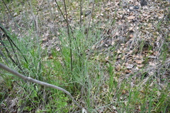 Perideridia kelloggii