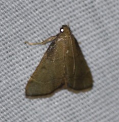 Hypsopygia binodulalis