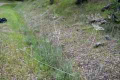 Perideridia kelloggii