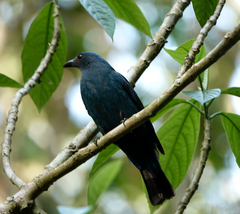 Asian Fairy-Bluebird photo 5